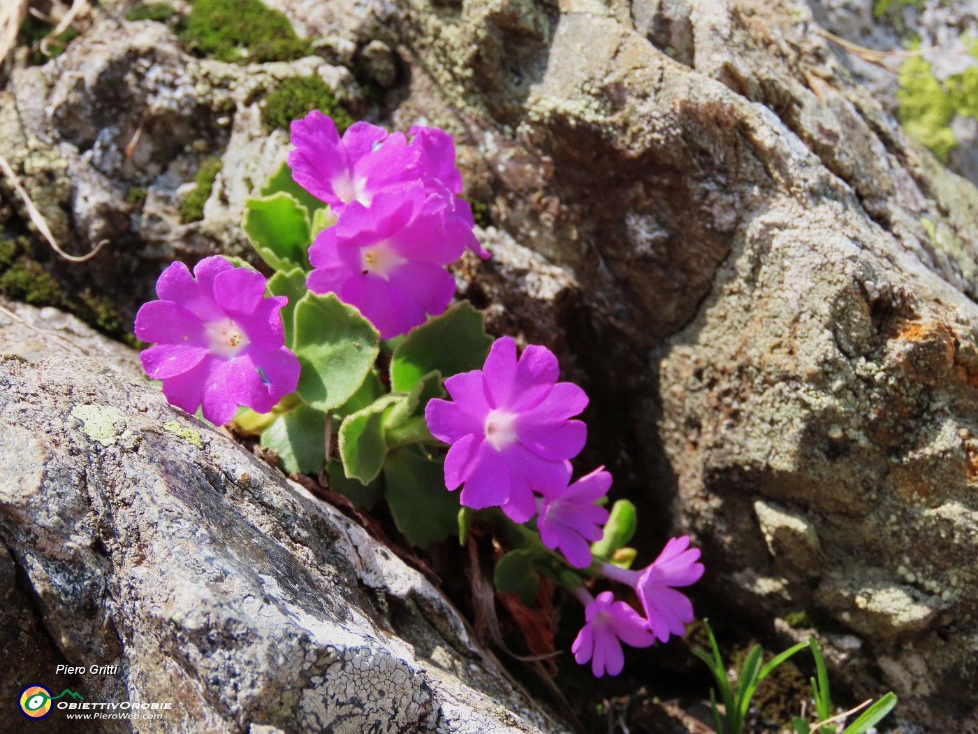 67 Primula hirsuta (Primula irsuta) alla Bocchetta Triomen.JPG